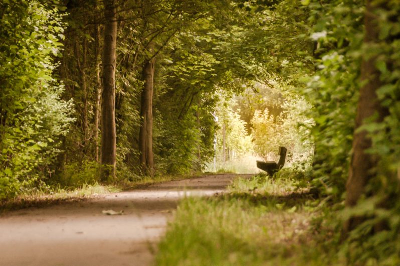 Wanderweg im Weserbergland zwischen Bäumen mit einer Bank