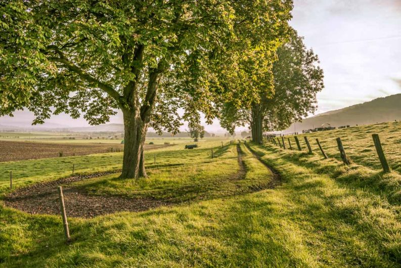 Landwirtschaftlicher Weg zwischen Bäumen und Wiesen im Weserbergland