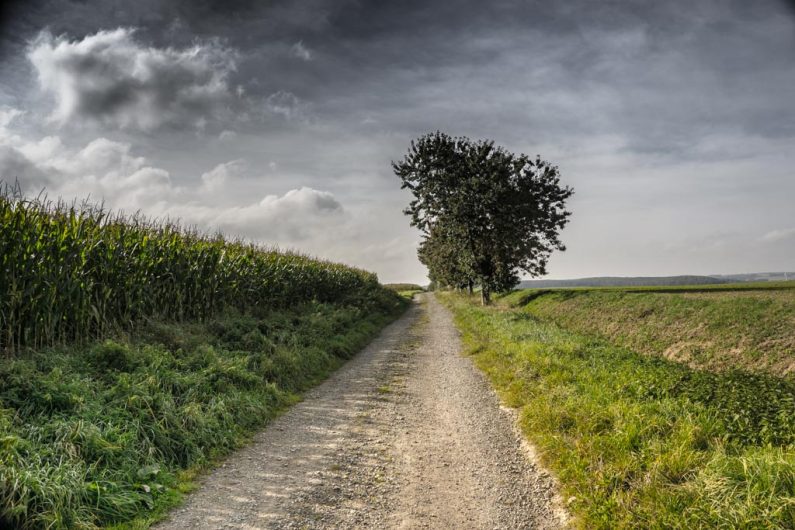 Feldweg bei starker Bewölkung zwischen Maisfeldern