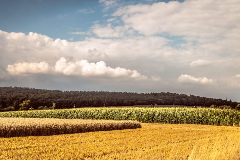 Feld während der Erntezeit im Weserbergland