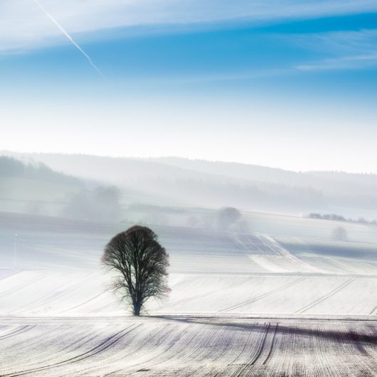 Galerie Landschaften: Winterwonderland im Weserbergland mit einem einsamen Baum