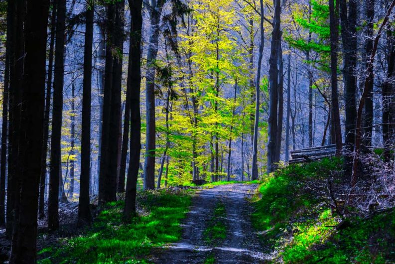 Galerien: Waldweg im Frühling mit den ersten Blättern an den Bäumen